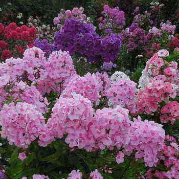 Perennial phlox: species, reproduction and cultivation