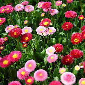 Perennial daisies: description, planting and care