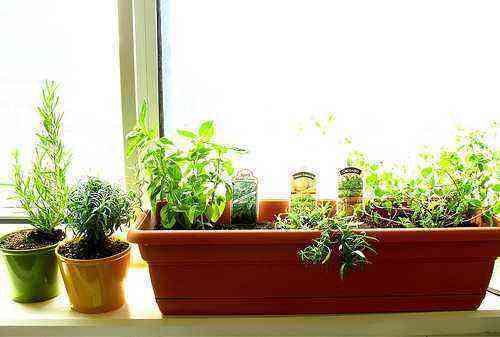We equip the garden on the windowsill