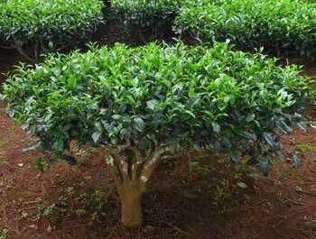 Tea tree: description, cultivation and application