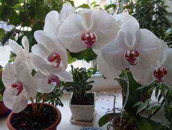 Care for orchids at home