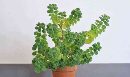 How to grow plectranthus and avoid mistakes?