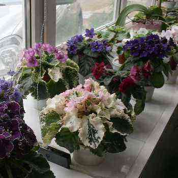 What flowers to plant on the windowsill?