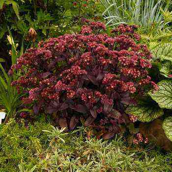 Perennial sedum plant: types, care and cultivation