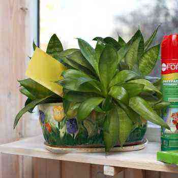 Pests of indoor plants and means of combating them