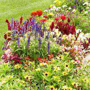 Flowering biennial plants planting and care, cultivation