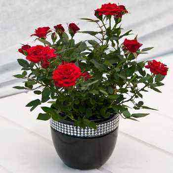 Garden rose in a pot planting and care, cultivation