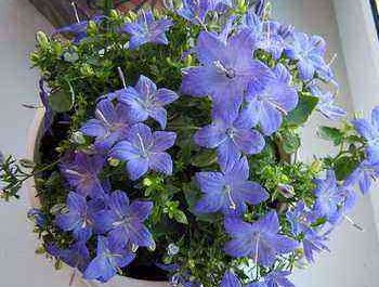 Indoor flowers with blue flowers