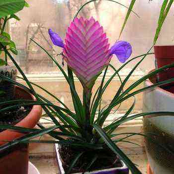 Home flowers tillandsia violet-flowering