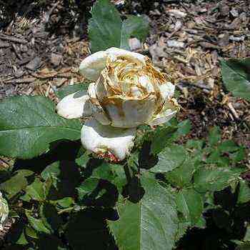 Roses: photos of diseases and pests, description and treatment planting and care, cultivation