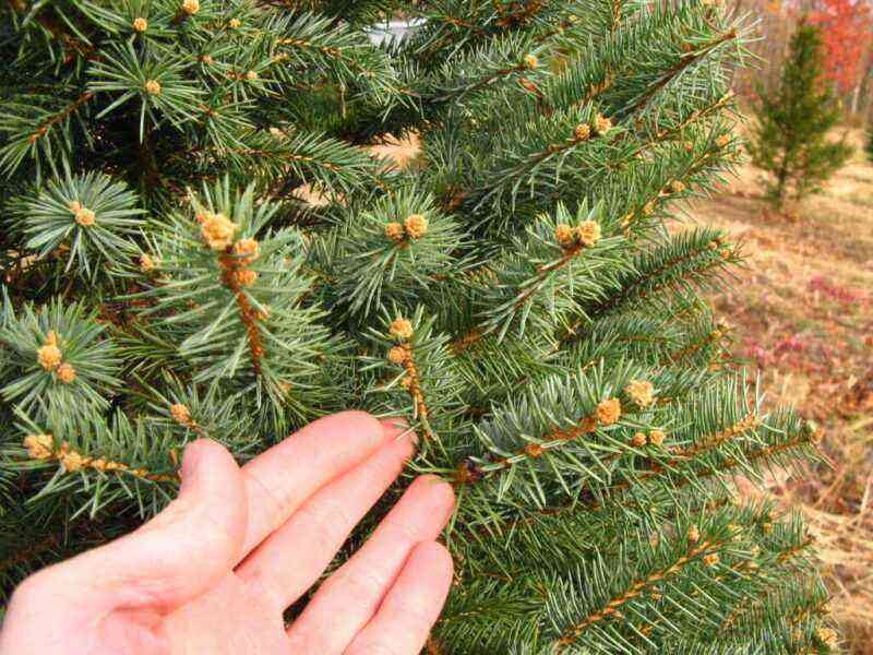 Description and photo of European spruce