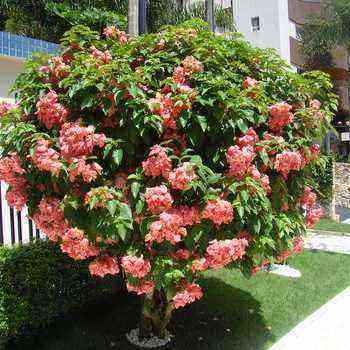 Asian flowers and flowering shrubs (with photos) planting and care, cultivation