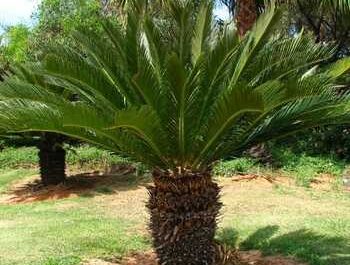 House palm cicas (cycad)