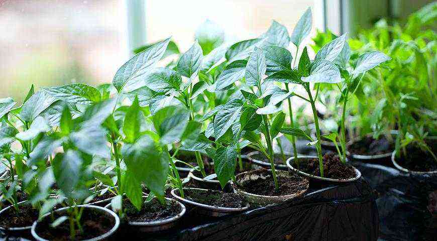 How to sow sweet peppers for seedlings correctly