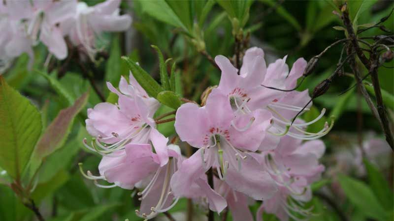 Rhododendron growing tips