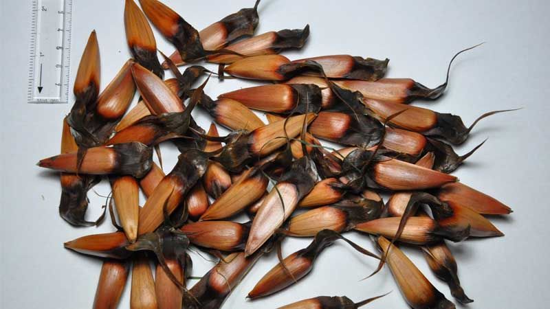 Araucaria araucana seeds