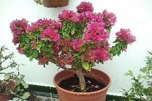 Buganvilla bonsai