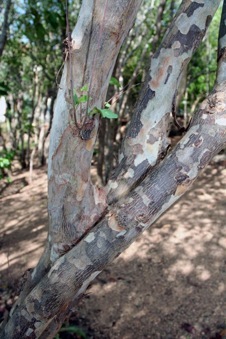 Snakewood bark makes Mauby