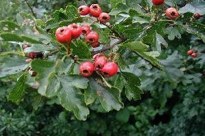 hawthorn fruits in the orchard