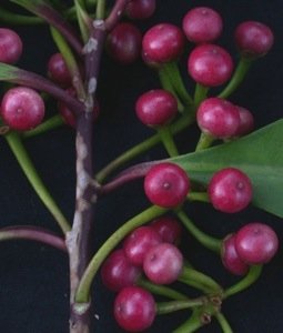 Marlberries and Ardisias kin
