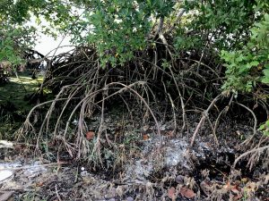 Mangrove Mystery