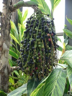 Fishtail Palms