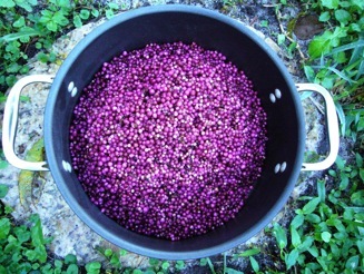 Beautyberry: Jelly on a Roll