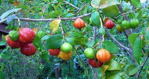 Surinam Cherry: Only Ripe Need Apply