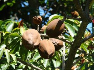 Tropical Chestnuts: Pachira aquatica