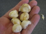 Tropical Chestnuts: Pachira aquatica