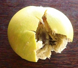 Monkey’s Apple, Mimusops coriacea