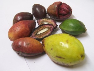 Tropica Almonds at various stages of ripening. Photo by Staticd.