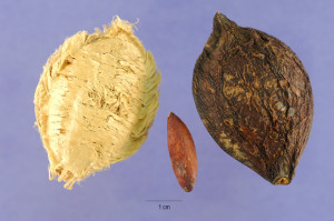 Inside the Almond-like husk is a tasty kernel. Photo by N.I.T. Gallery