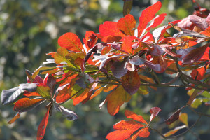 Whether by age or conditions Tropical Almond leaves turn red making attractive foliage. Photo by J.M. Garg.