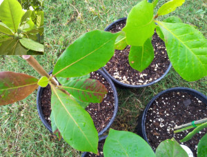 Young Tropical Almonds in pots. Photo by Tropicals USA