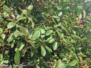 In high dry places the Aronia is usually the Black Chokeberry. Photo by Green Deane