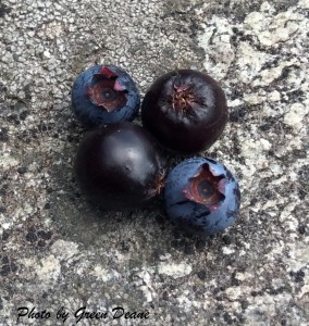 Two chokeberries compared to two blueberries (with crowns.) Photo by Green Deane