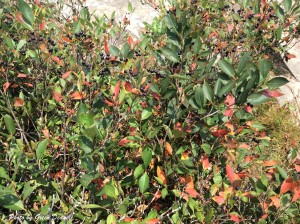 The Aronia can have attractive fall colors. Photo by Green Deane