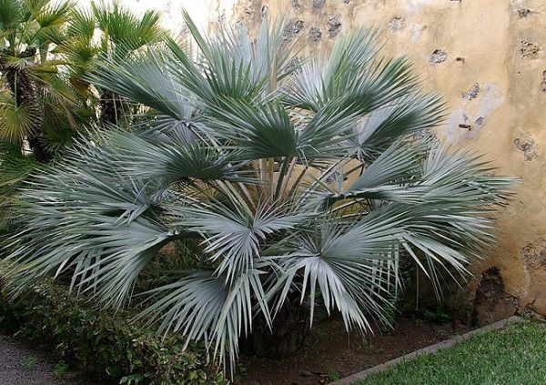 Brahea armata young or blue palm tree