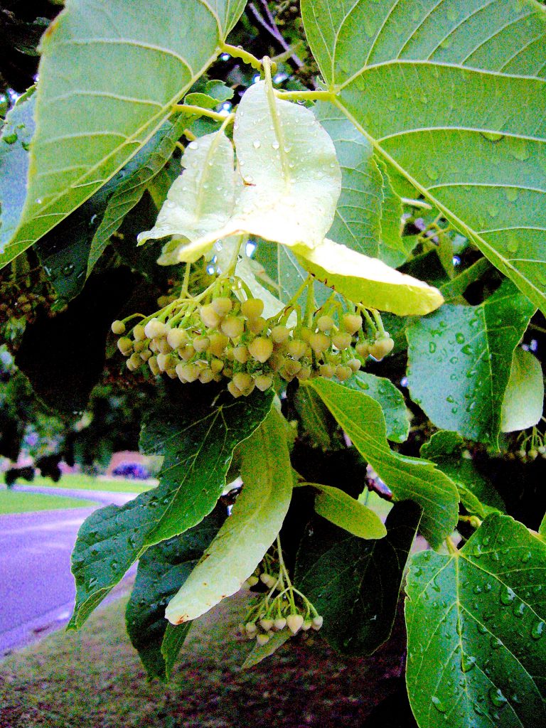 Linden tree fruit
