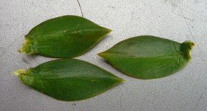 Bunya Pine leaves taper on both ends.