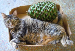 The Bunya cone may be prickly but Cous Cous holds her on to her prime napping box real estate. Photo by Green Deane