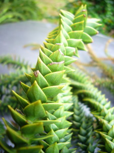 Bunya Pine leaves spiral geometrically.