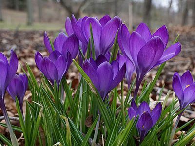 Crocus vernus. It is not saffron, but you will love having it in the garden