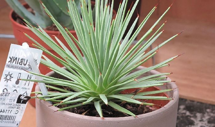 Cultivation in pots of Agave stricta