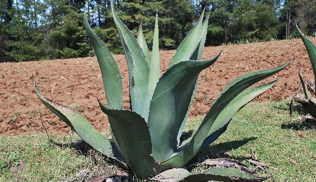 cultivation of maguey or agave salmiana