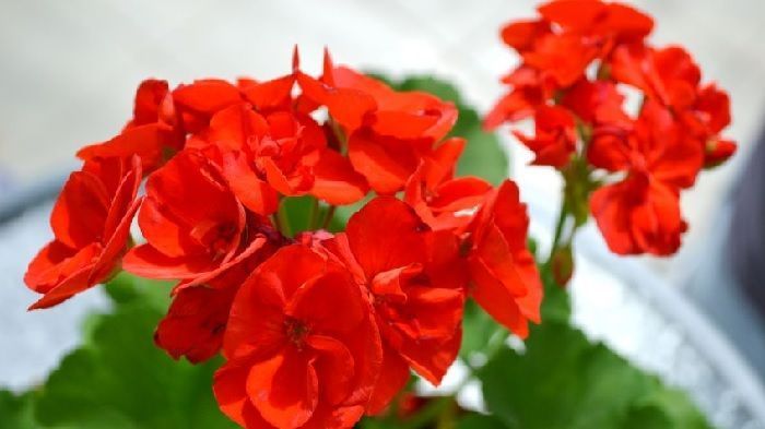 cultivation of geraniums