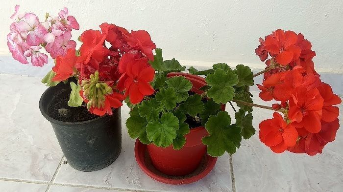 pots of geraniums