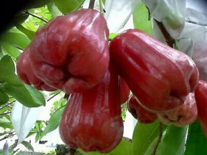 A Rose Apple By Any Other Name