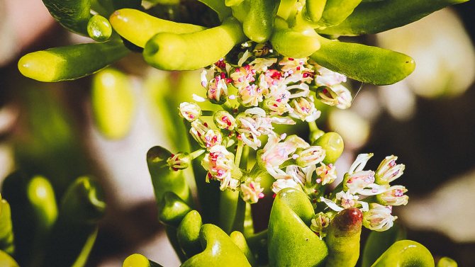 Fat woman or money tree: proper home care and medicinal properties, photos and types of flowers, problems of growing and reproduction of Crassula